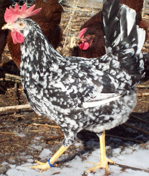 Photo of an Exchequer Leghorn pullet