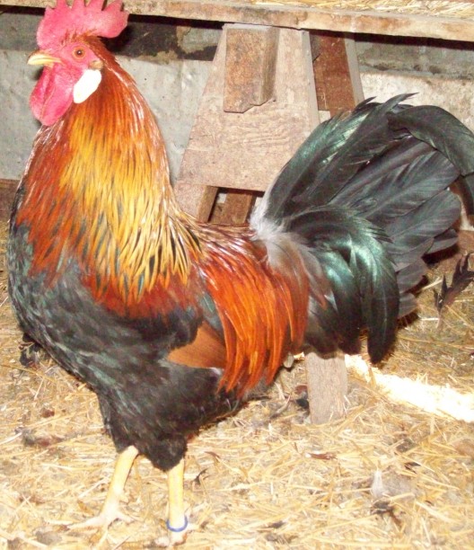 Photo of a Light Brown Leghorn cock