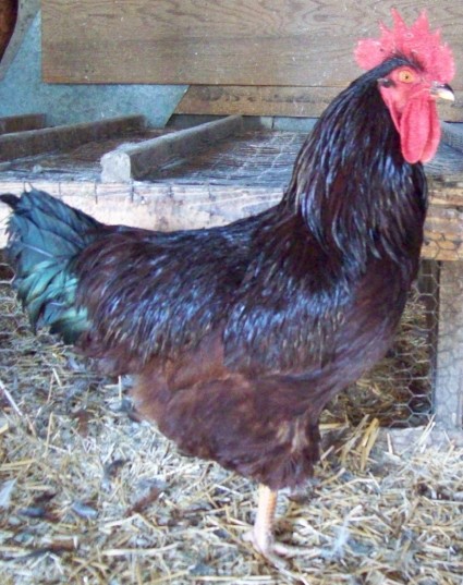 Photo of a S.C. Rhode Island Red cock